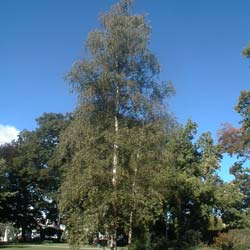 betula alba